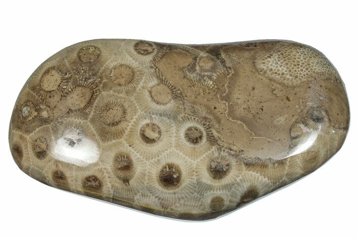 Polished Petoskey Stone (Fossil Coral) - Michigan #259348